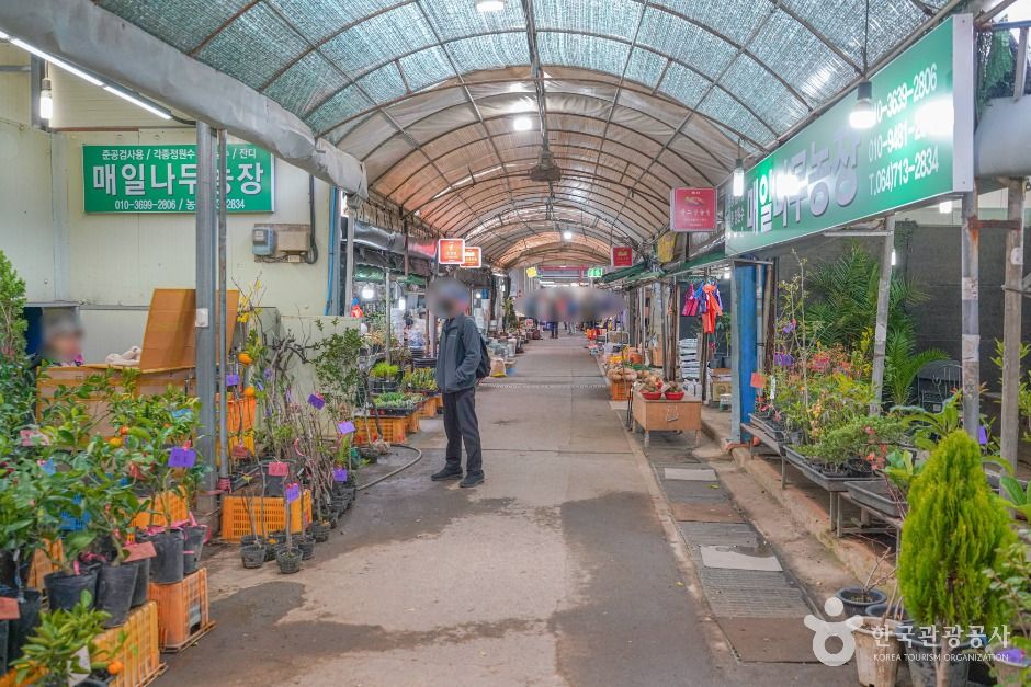 제주_제주시민속오일시장 (2, 7일) (4)